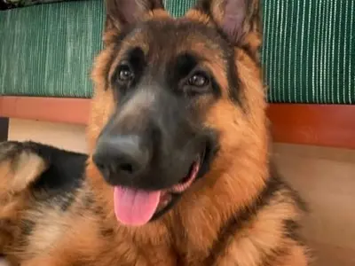 Trade With Trend - Raunak A